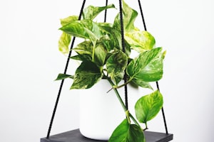 足球明星埃尔林·哈兰德赛场特写